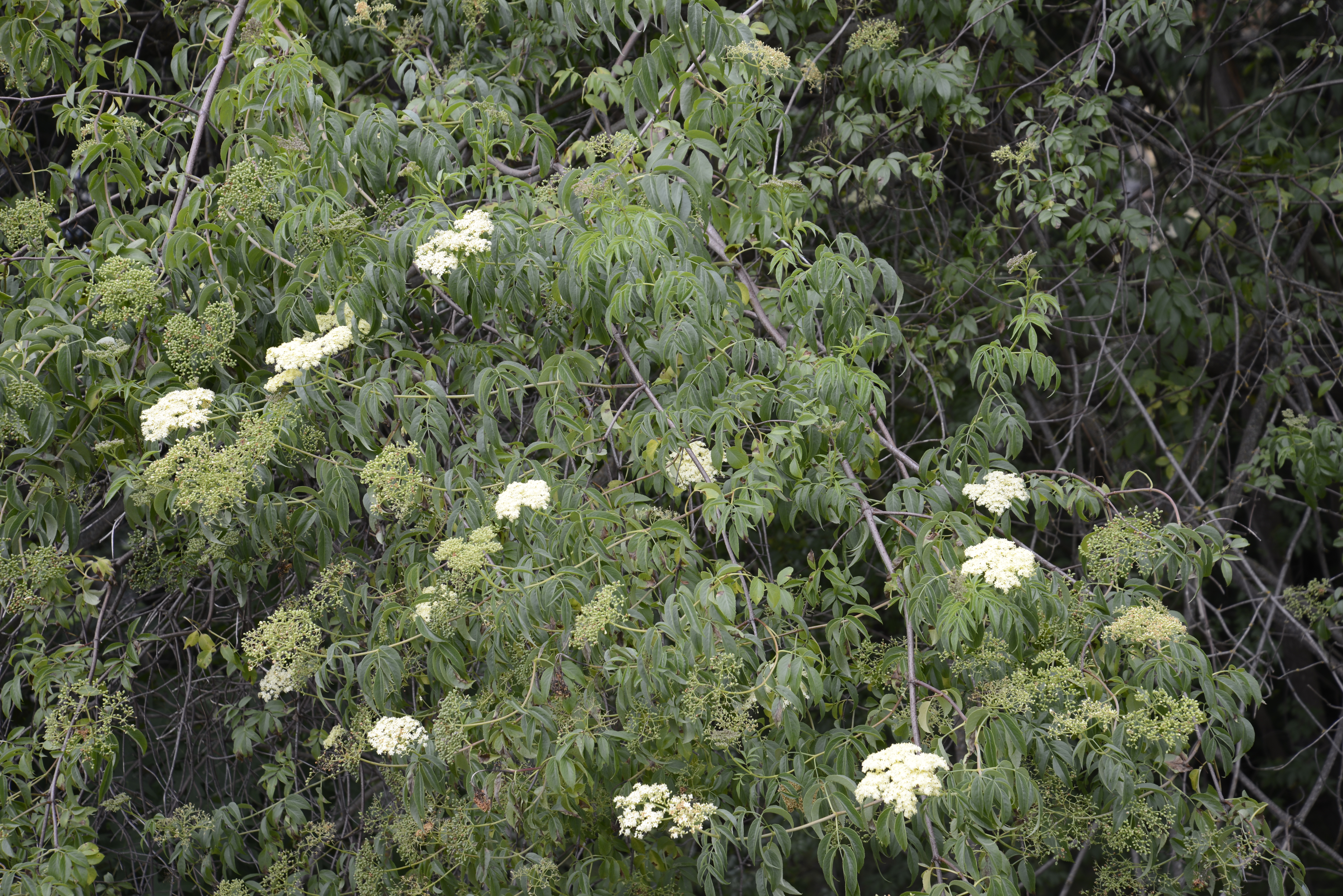 elderflowers on elderberry bush