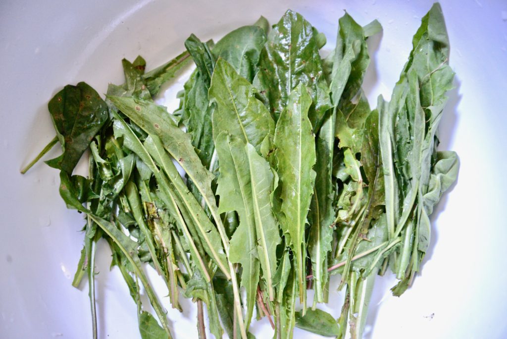 dandelion leaves