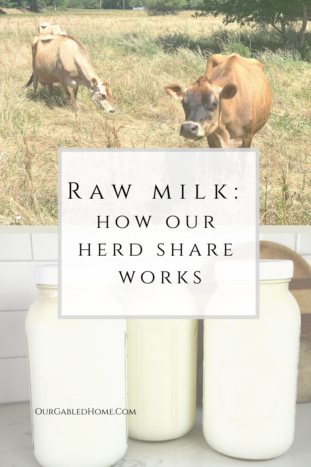 Raw milk and How our Herd Share works