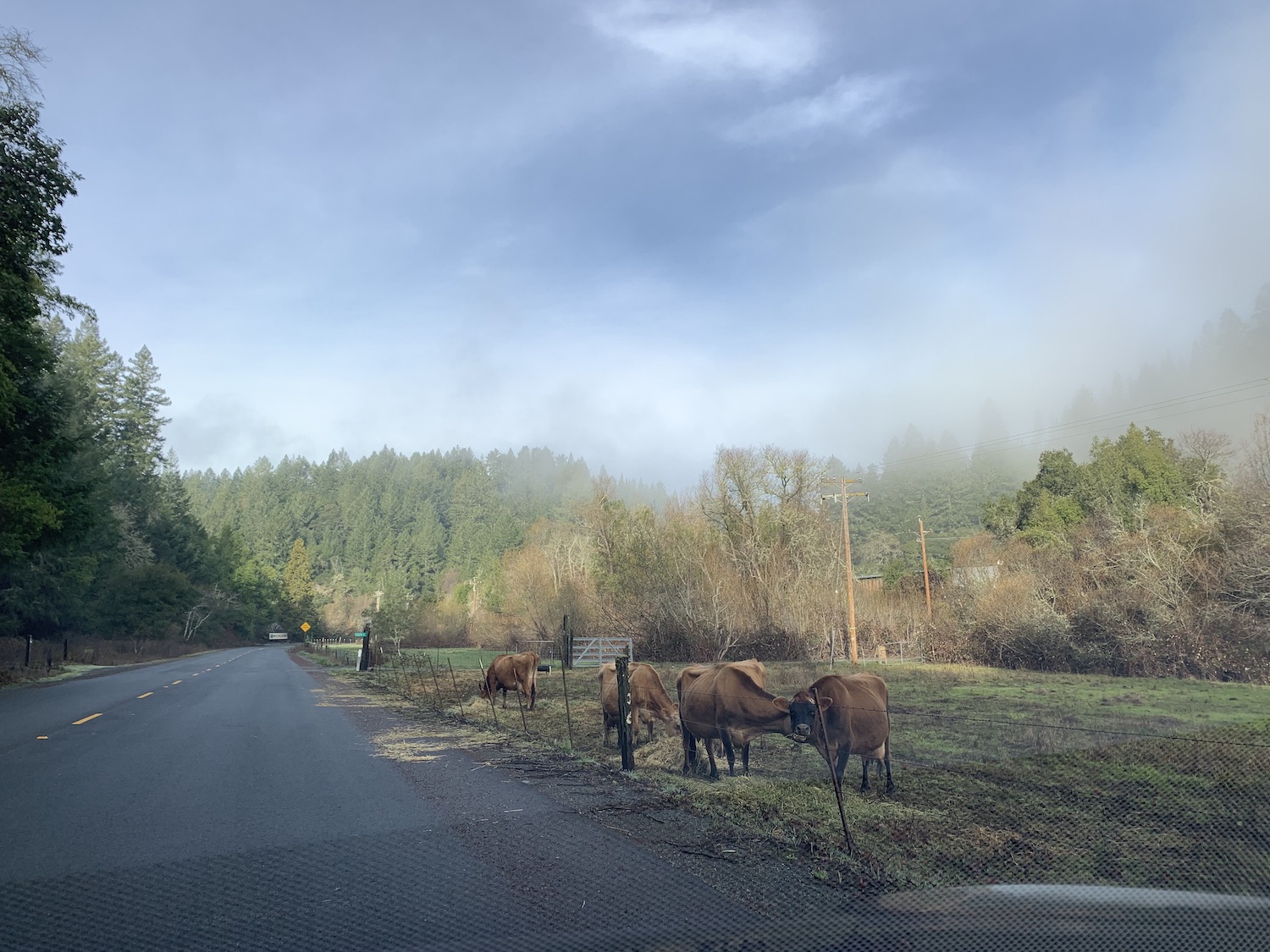 Jersey cows in pasture