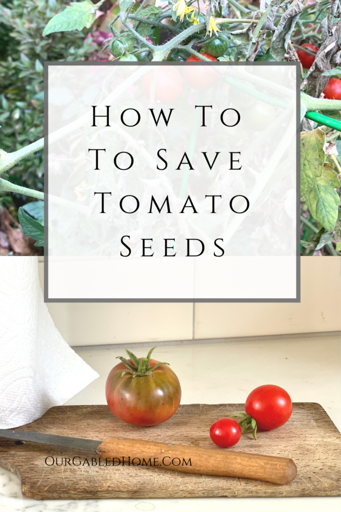 Learn my simple method to save tomato seeds for next year!