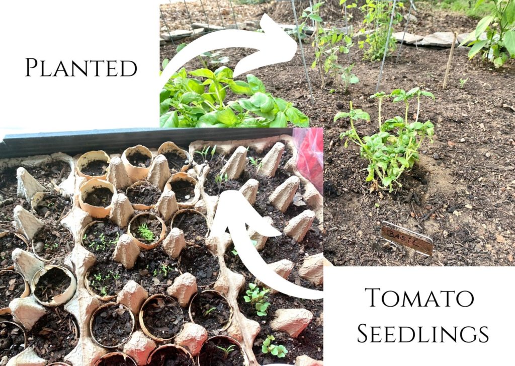 tomatoes grown from seeds