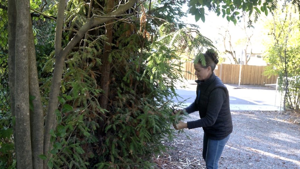 cutting redwood branches