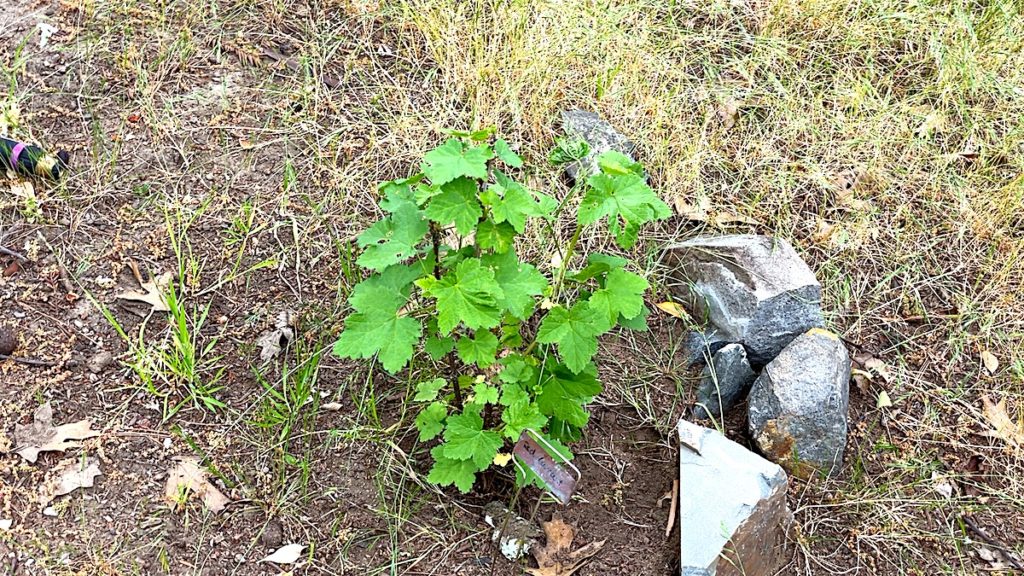 red currant in organic garden
