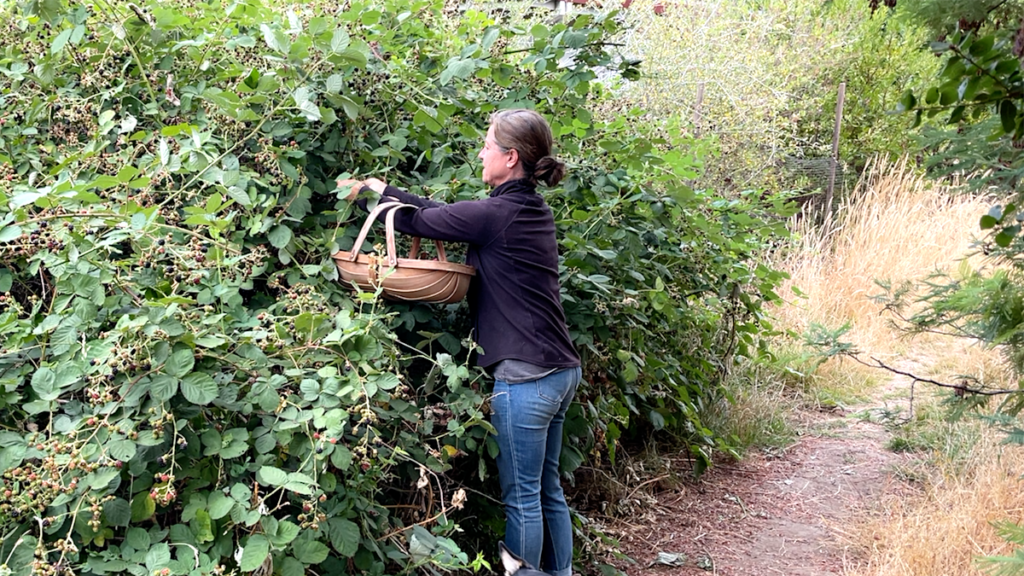 basket to pick blackberries hands-free