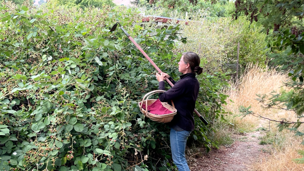 using a garden hoe to pick blackberries
