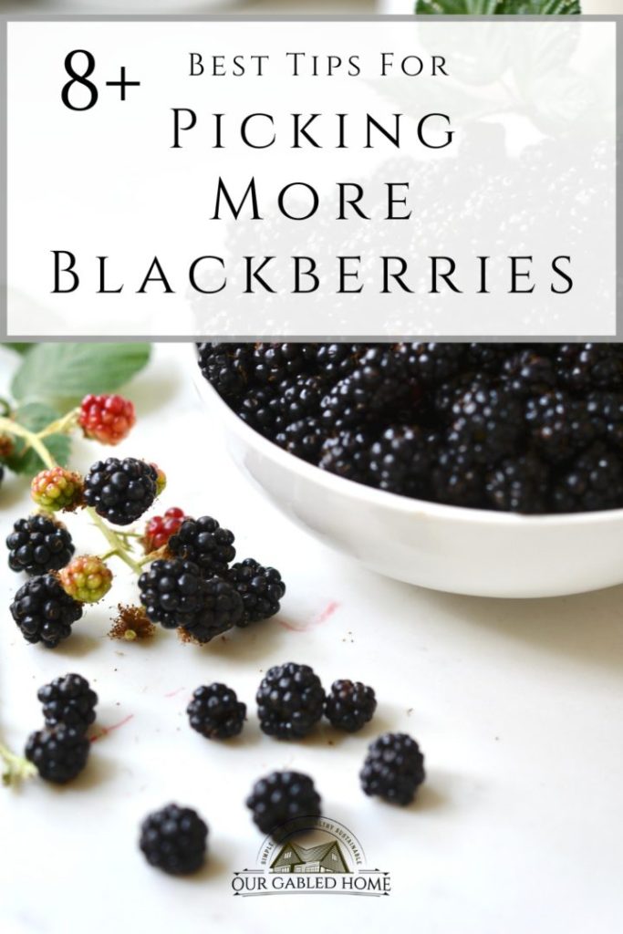 8+ Best Tips for Picking More Blackberries Faster