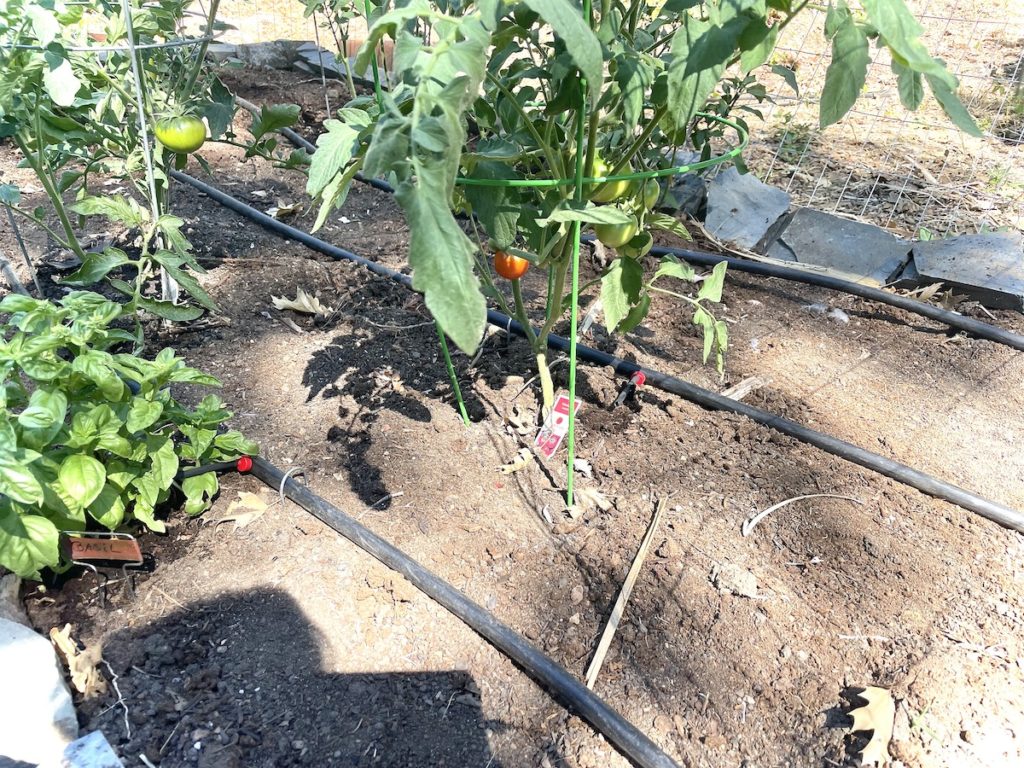 raised garden bed with drip irrigation set up